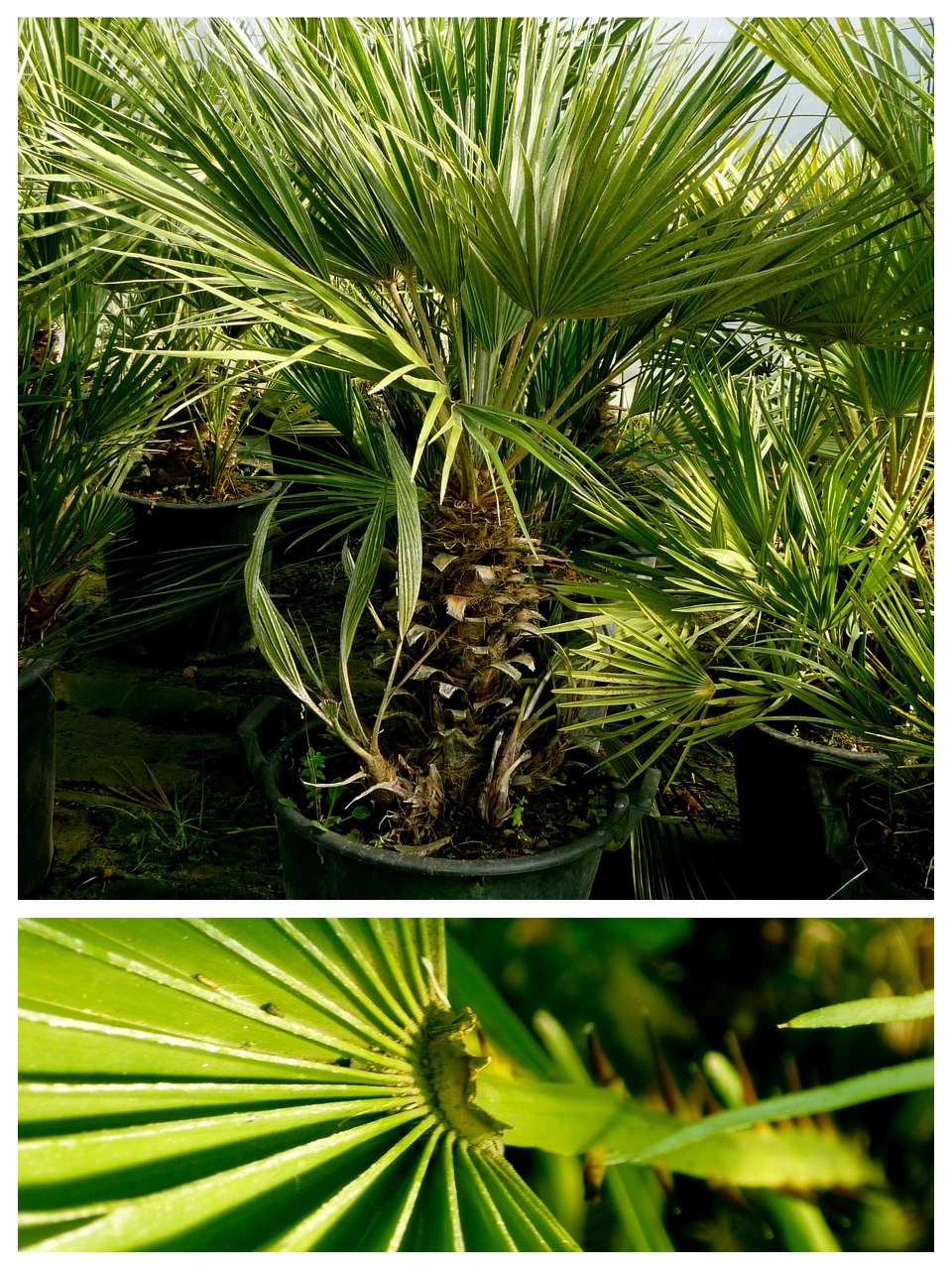 Chamaérops Humilis