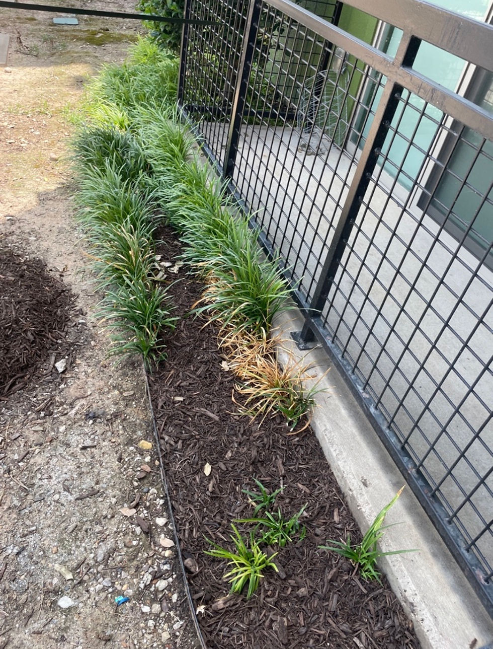 stressed monkey grass