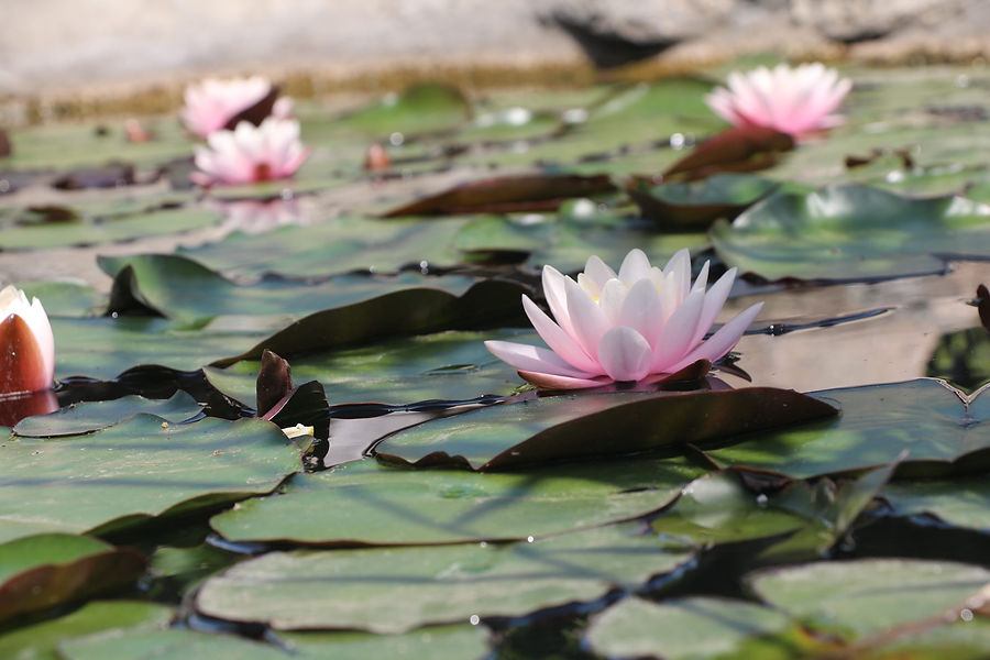 латаття посаджене власноруч.JPG