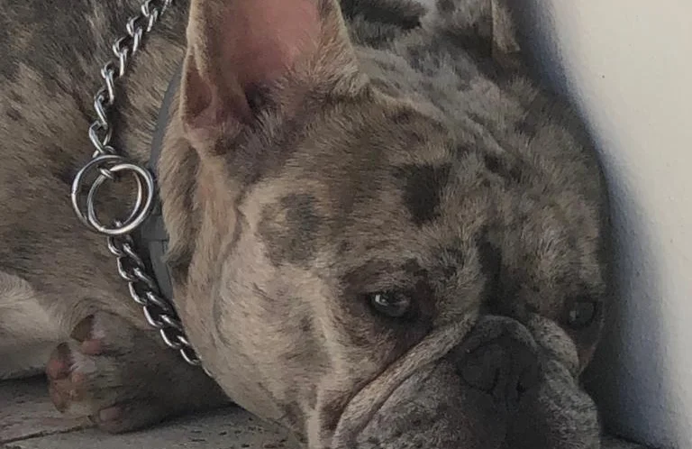 Sire Kiwi Blue Merle French Bulldog
