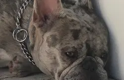 Sire Kiwi Blue Merle French Bulldog