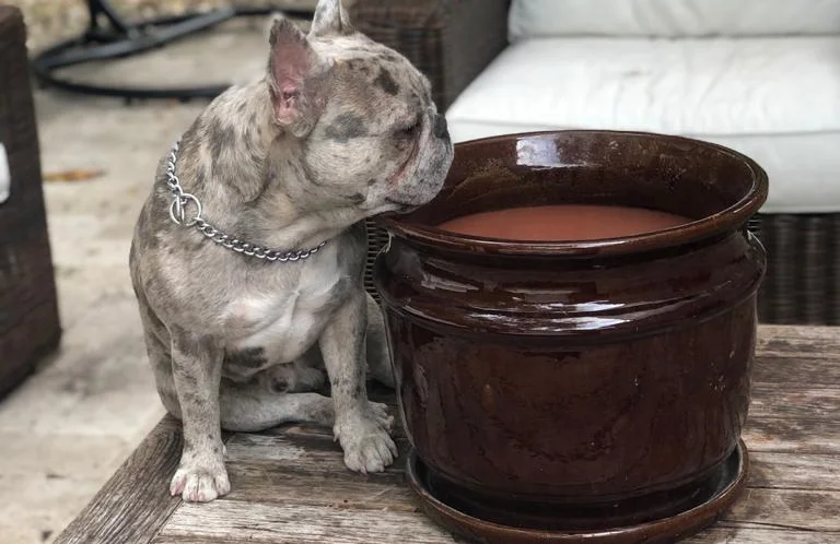 Sire Kiwi Blue Merle French Bulldog