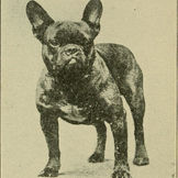The Truth About French Bulldog Health Issues