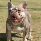 Why French Bulldogs Make the Perfect Companion
