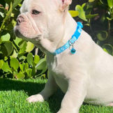 The French Bulldog's Unique Personality Traits