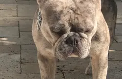 Sire Kiwi Blue Merle French Bulldog