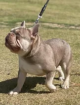 Sire Whiskey New Shade Isabella French Bulldog