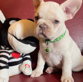The French Bulldog: A Complete Guide for Prospective Owners