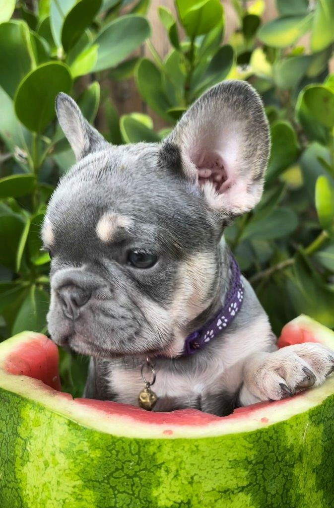 Frenchies ASGFrenchies French Bulldog Puppies Miami Florida