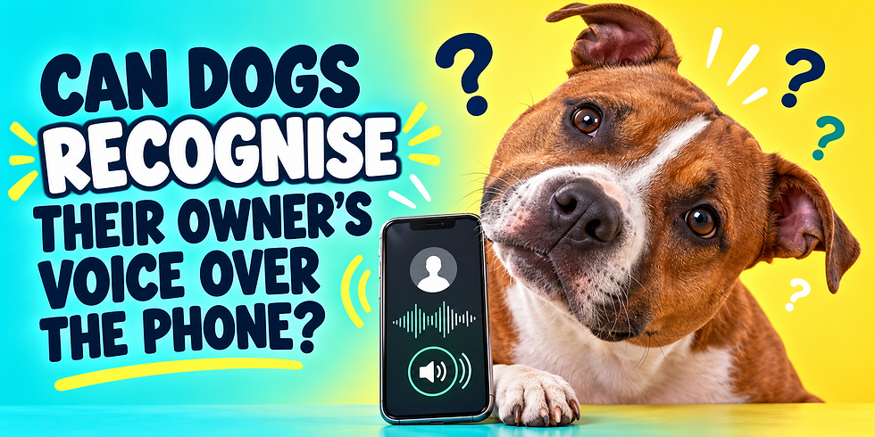 DogSense #20: Can Dogs Recognise Their Owner’s Voice Over the Phone?