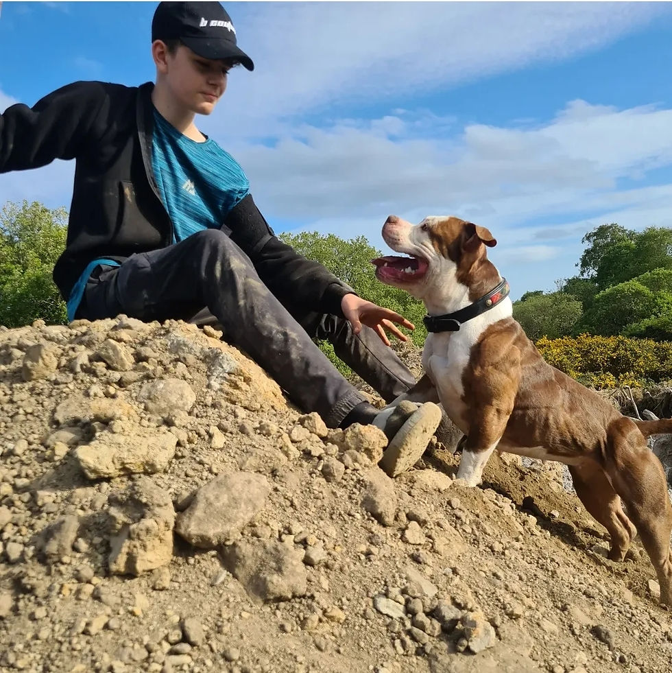 Nova Standard American Bully