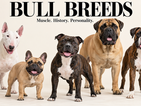 Understanding Bull Breed Dogs: Power, Muscle, and the Real Athletes Behind the Reputation