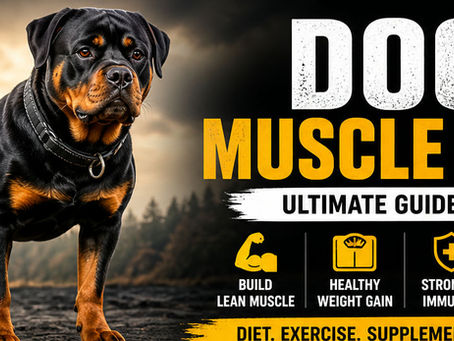 Dog Muscle Gain UK: Ultimate Guide to Building Strength & Weight Fast