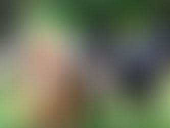 Demystifying Bull Breed Dogs: Top 10 Most Searched Questions Answered in 2026