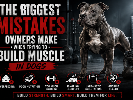 The Biggest Mistakes Owners Make When Trying to Build Muscle in Dogs