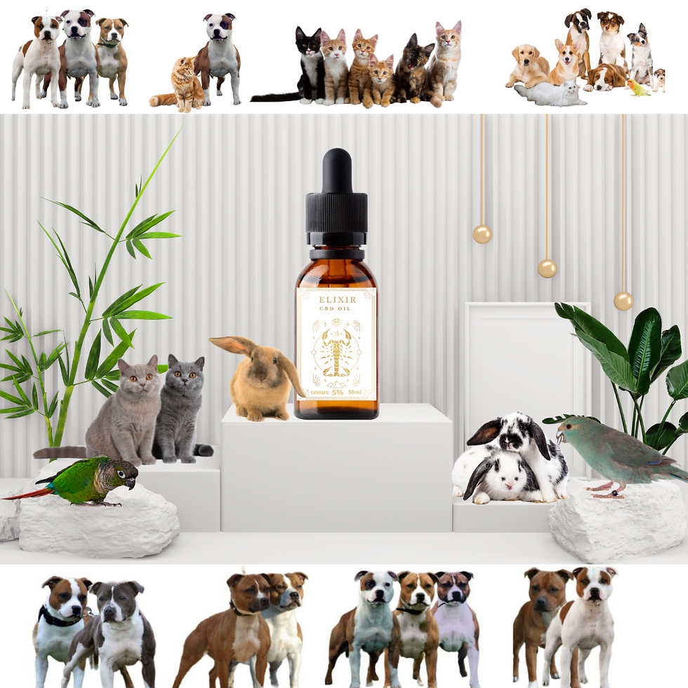 Thumbnail: AAC CBD Oil 5% 1200mg bottle, vet-approved for dog health, free UK shipping