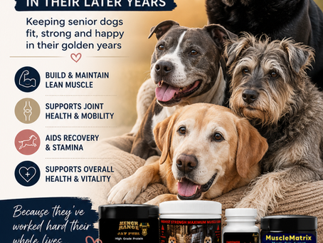 Look After Those Oldies: Supporting Senior Dogs in Their Golden Years