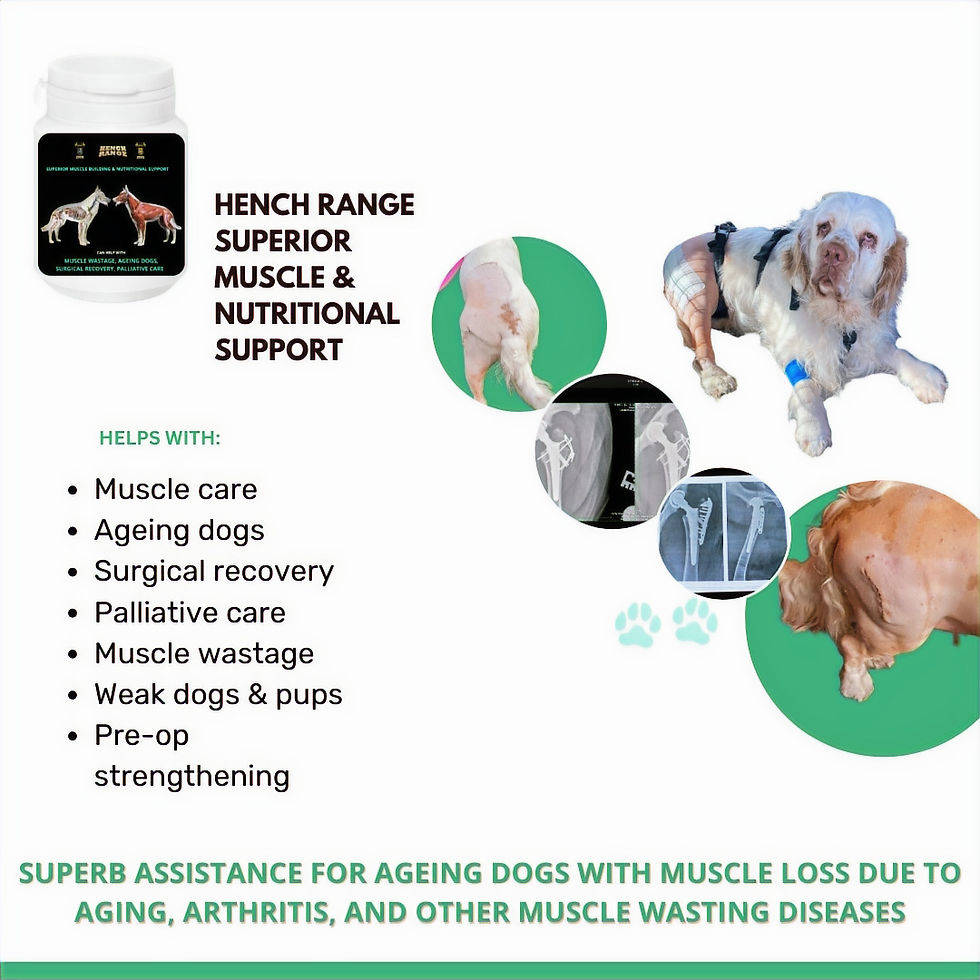 Thumbnail: Hench Range Superior Muscle Support packaging, for ageing dogs, free UK shipping