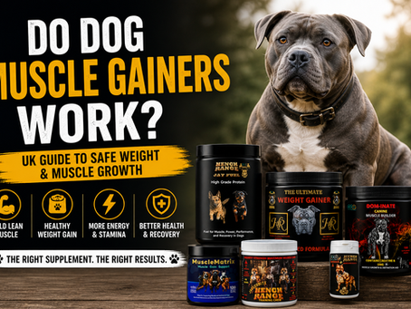 How to Make Your Dog Gain Weight Fast (Healthy UK Guide)
