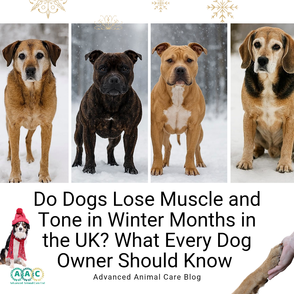 Do Dogs Lose Muscle and Tone in Winter Months in the UK?