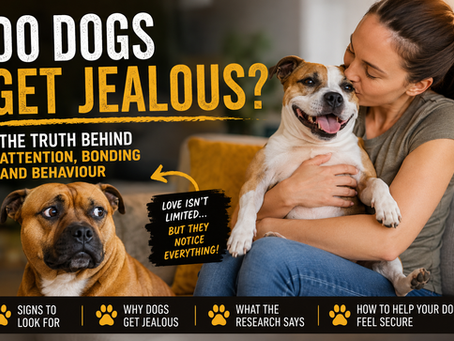 Do Dogs Get Jealous?
Signs, Reasons and What Owners Should Do