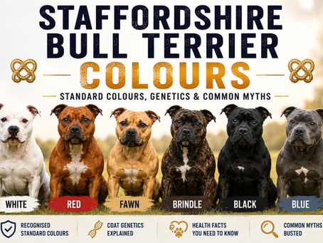 Can Staffordshire Bull Terriers Be? Staffy Colours, Genetics and Common Myths