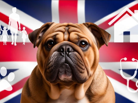 The Most Searched English Bulldog Questions in the UK: Honest Answers, Key Facts & Fun Insights
