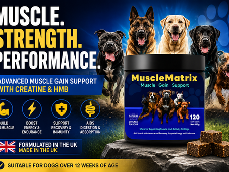Creatine for Dogs: The Complete Guide to Muscle Growth, Recovery & Performance