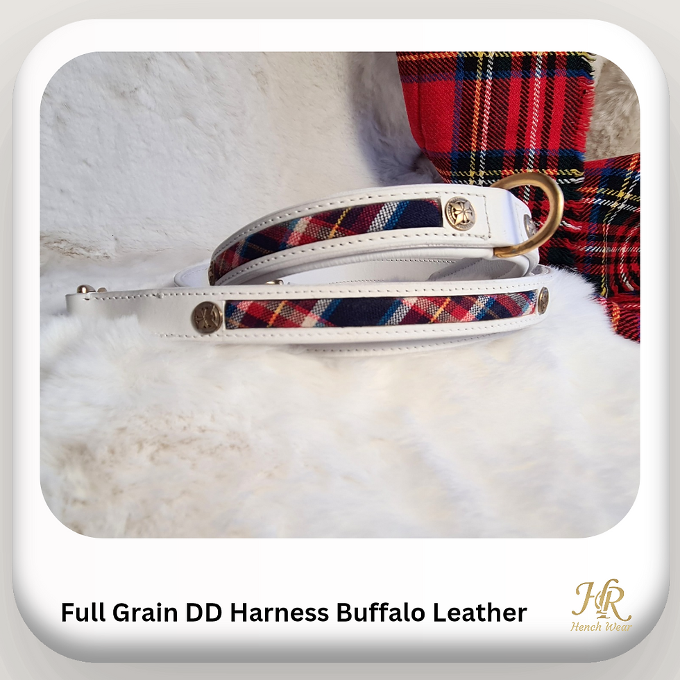 Thumbnail: show collar and lead set staffordshire bull terrier show collar and leas set uk