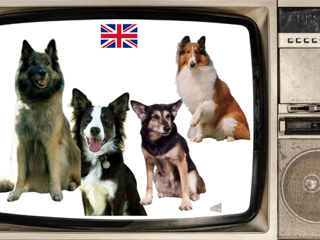 Do You Know These UK Dogs? Eight Famous British TV Canines and Fun Facts