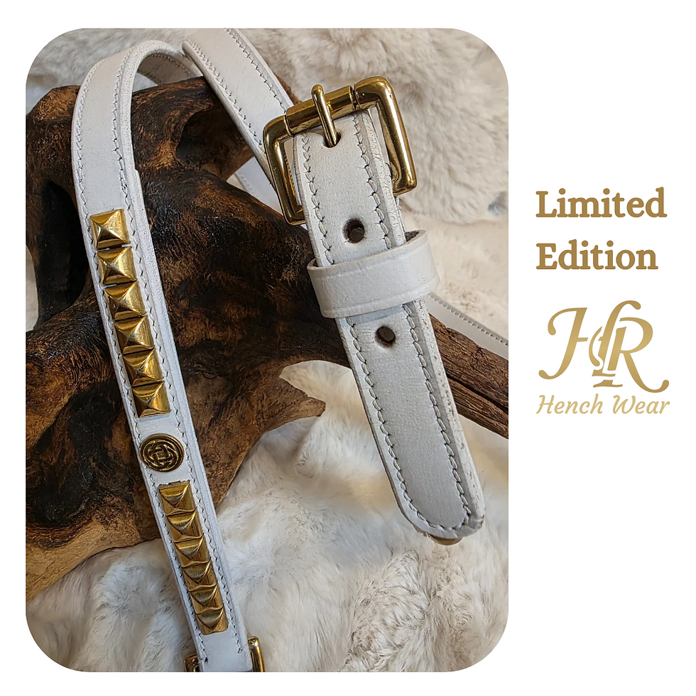 Thumbnail: White  Leather Bully Show Collar & Lead Set – Gold Studded Luxury 