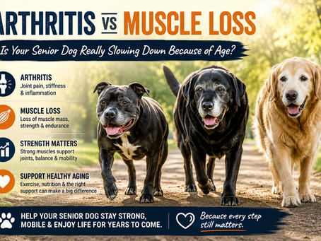 ARTHRITIS VS MUSCLE LOSS: IS YOUR SENIOR DOG REALLY SLOWING DOWN BECAUSE OF AGE?