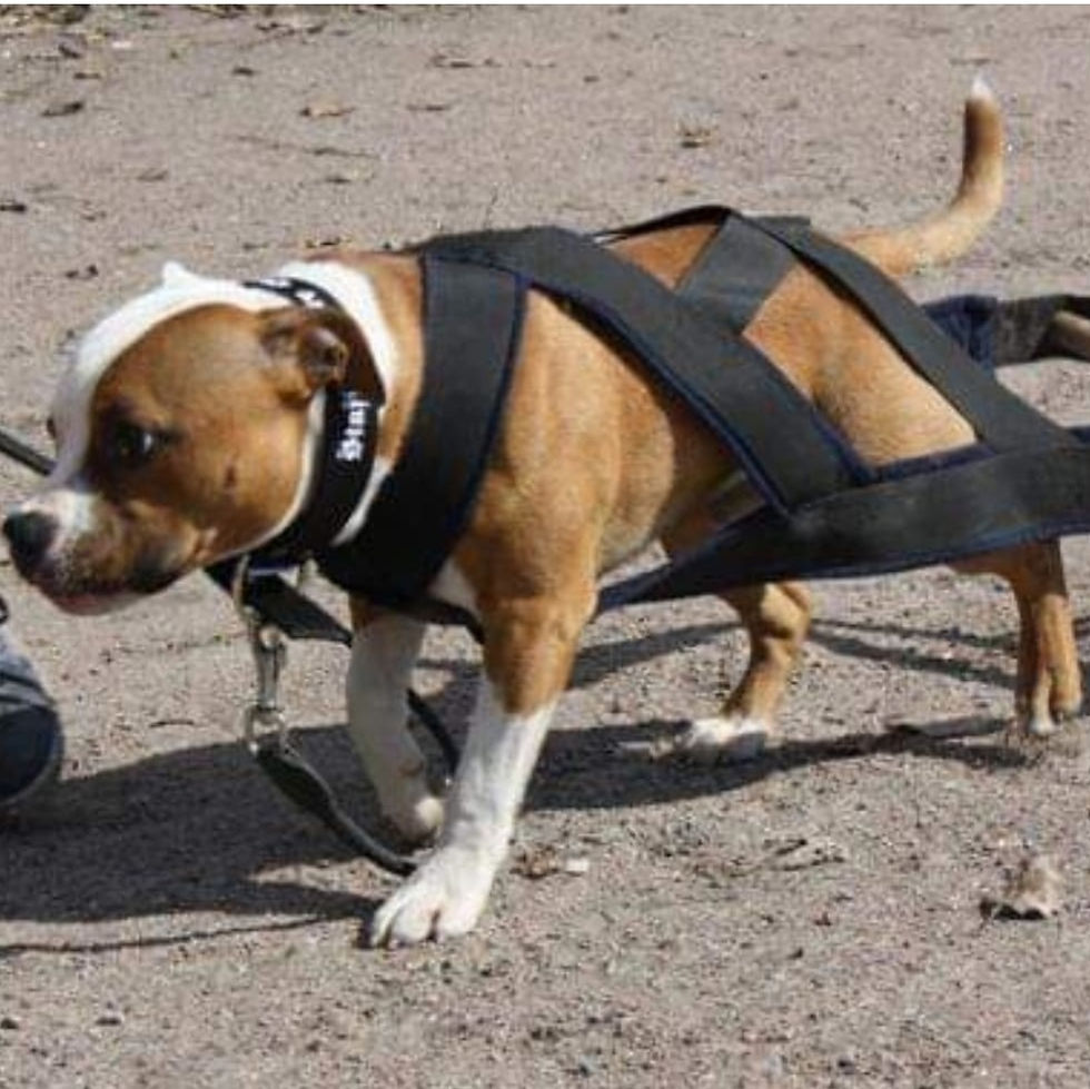 Always seek advice from a professional before attempting weight pull