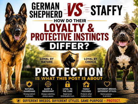 German Shepherd vs Staffy: How Do Their Loyalty and Protective Instincts Differ?