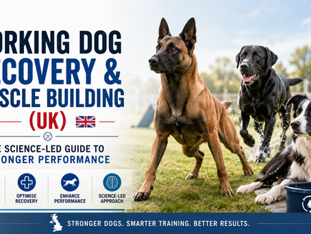 Working Dog Recovery & Muscle Building UK: The Science-Led Guide to Stronger Performance
