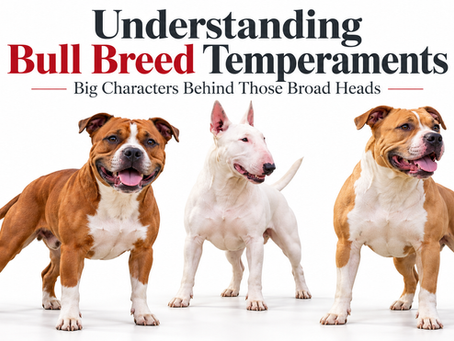 Understanding Bull Breed Temperaments: Breed Traits and Individual Personalities