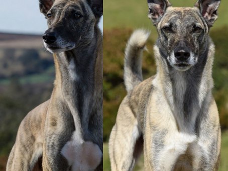 The Truth About Irish Breed Gypsy Dogs: Tradition, Culture and Working Heritage