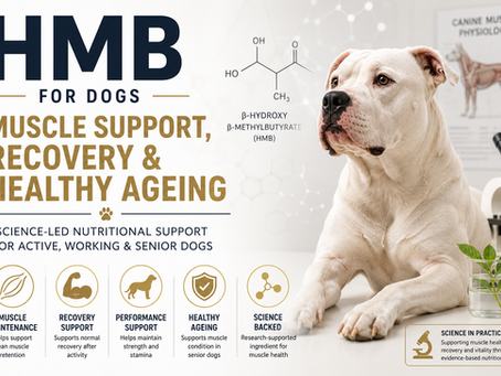 HMB for Dogs: How This Powerful Supplement Supports Muscle, Recovery & Healthy Ageing