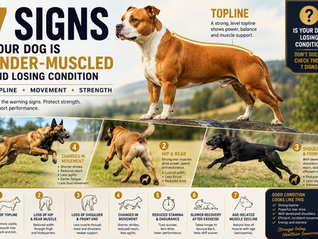 7 Signs Your Dog Is Under-Muscled and Losing Condition