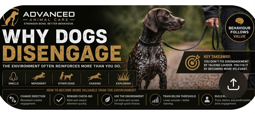 Why Dogs Disengage on Walks (And How to Become More Valuable Than the Environment)