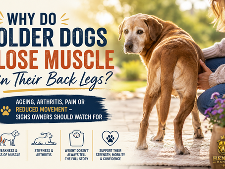 Why Do Older Dogs Lose Muscle in Their Back Legs?