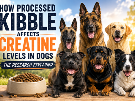 How Processed Kibble Affects Creatine Levels in Dogs – The Facts