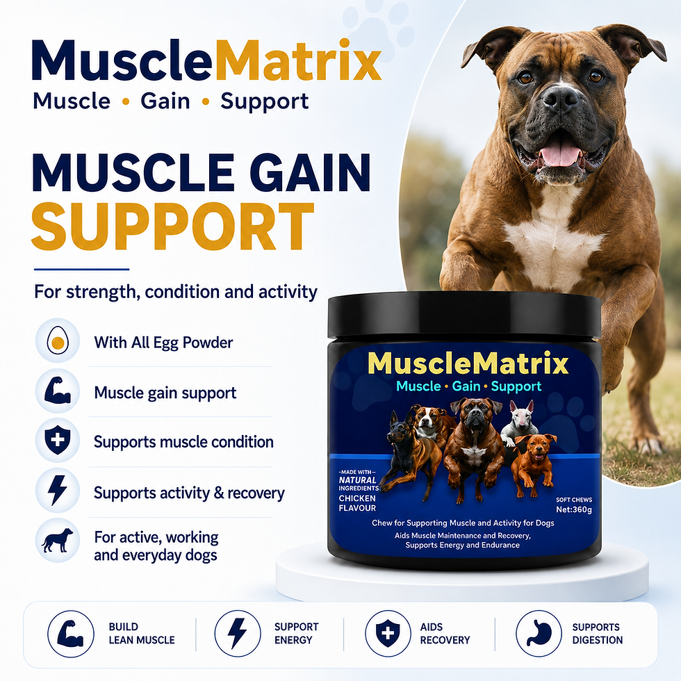 Dog Muscle Building: How Can I Help My Dog Gain Muscle Safely?