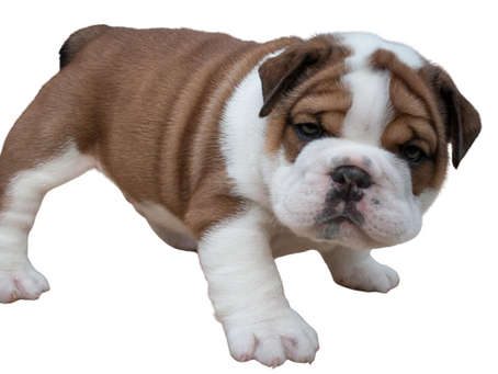 The English Bulldog: A Lovable Icon with a Storied Past