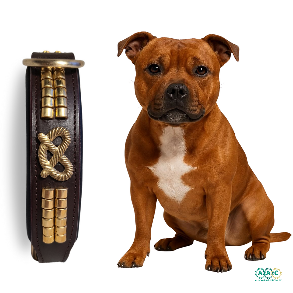 Iconic Stafford knot Staffy Collar In Store Now. Shoe Sets Also Available