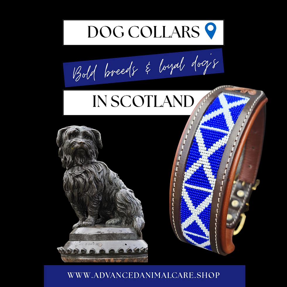 Once your done here check out the famous story of Greyfriars Bobby