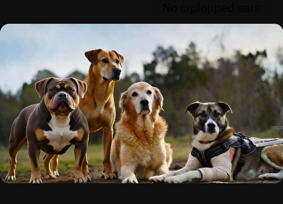 Unlocking Your Dog’s True Potential: How Creatine, DMG, Amino Acids & Supporting Nutrients Fuel Muscle Growth, Recovery & Lifelong Vitality