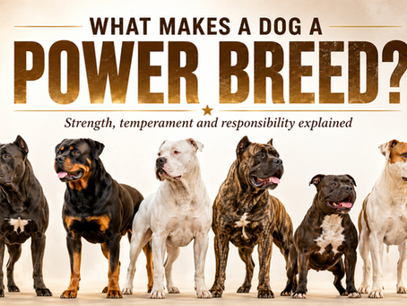 What Makes a Dog a Power Breed? Strength, Temperament and Responsibility Explained