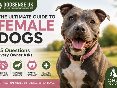 🐶 DogSense #6 UK
The Ultimate Guide to Female Dogs: 15 Questions Every Owner Asks (2026 UK Guide)
