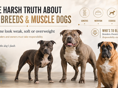 The Harsh Truth About Bull Breeds: Why Some Look Weak, Soft or Overweight
And Why the Dog Isn’t to Blame
